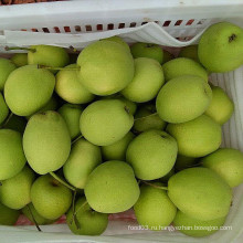 Китайский свежий зеленый Шаньдун экспорт качества груши